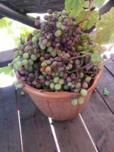 Grapes in a bucket