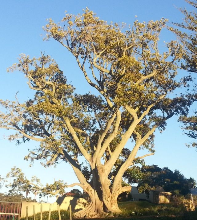 Massive rubber tree