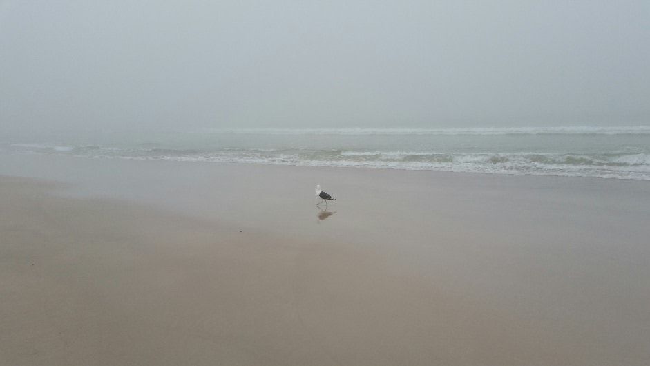 Lone seagull