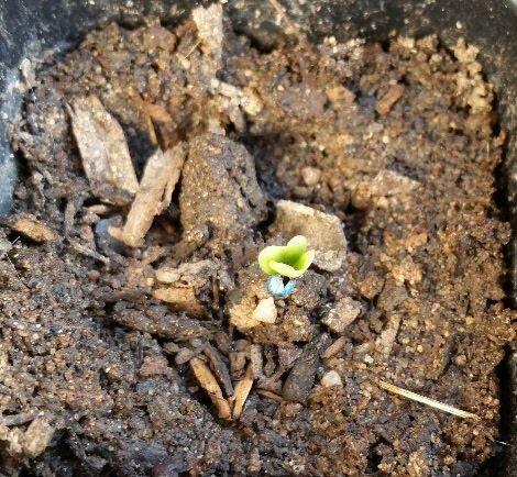 brocolli-seed-one-week-old